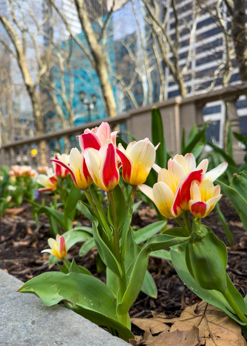 bryantparknyc's tweet image. Made some new friends today 💚🌷.