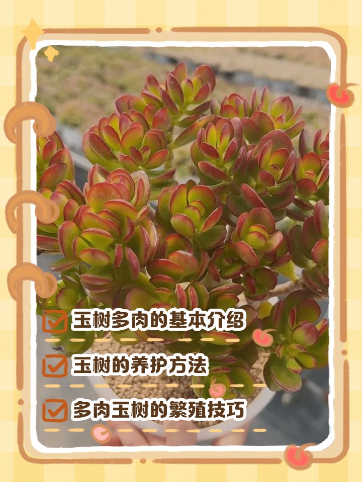 Jasik vaz tweet media