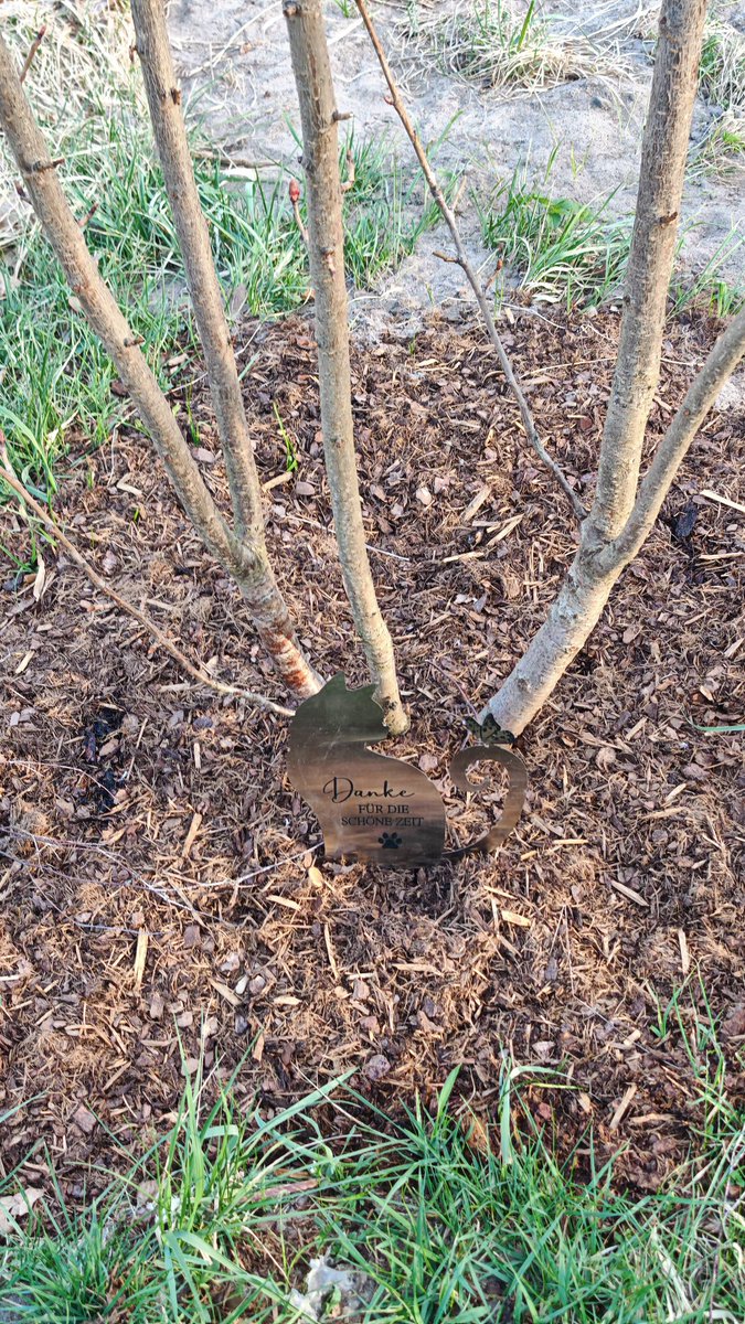 GartenHansi tweet media