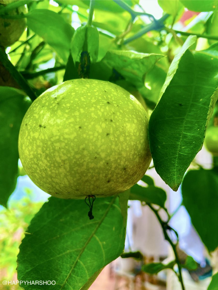 Harshad Sahasrabhojane tweet media