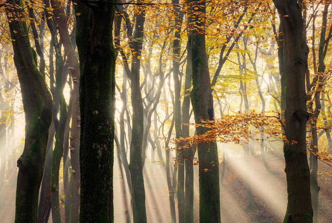 The patter of rainfall on the rooftops of Paris