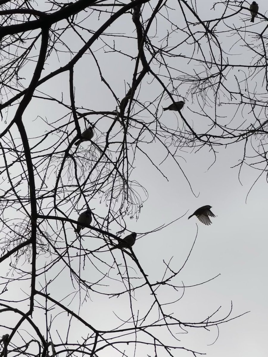 cemal dindar tweet media