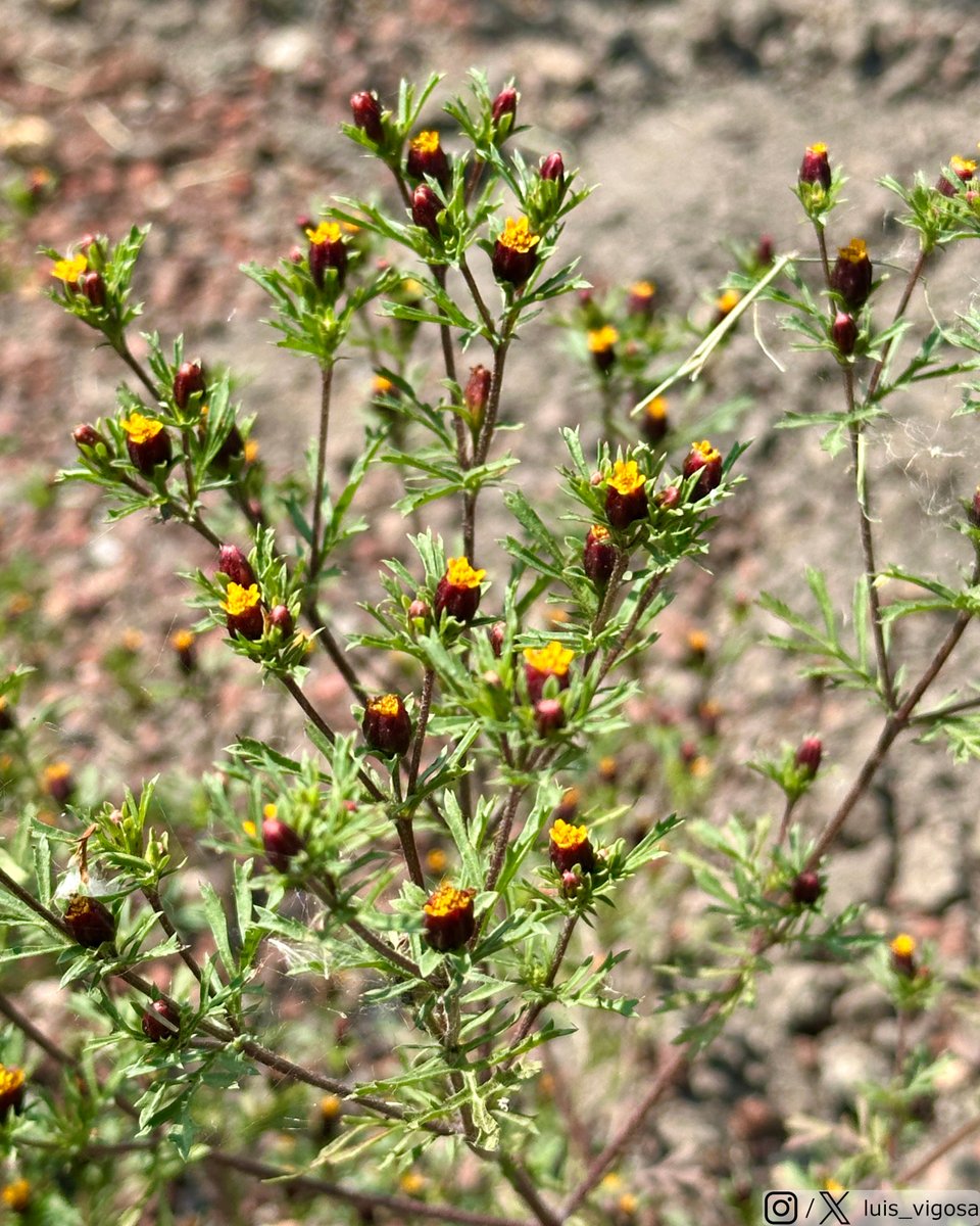 luis_vigosa's tweet image. Dyssodia papposa (Asteraceae)
#botany #flowers #taxonomy #plants