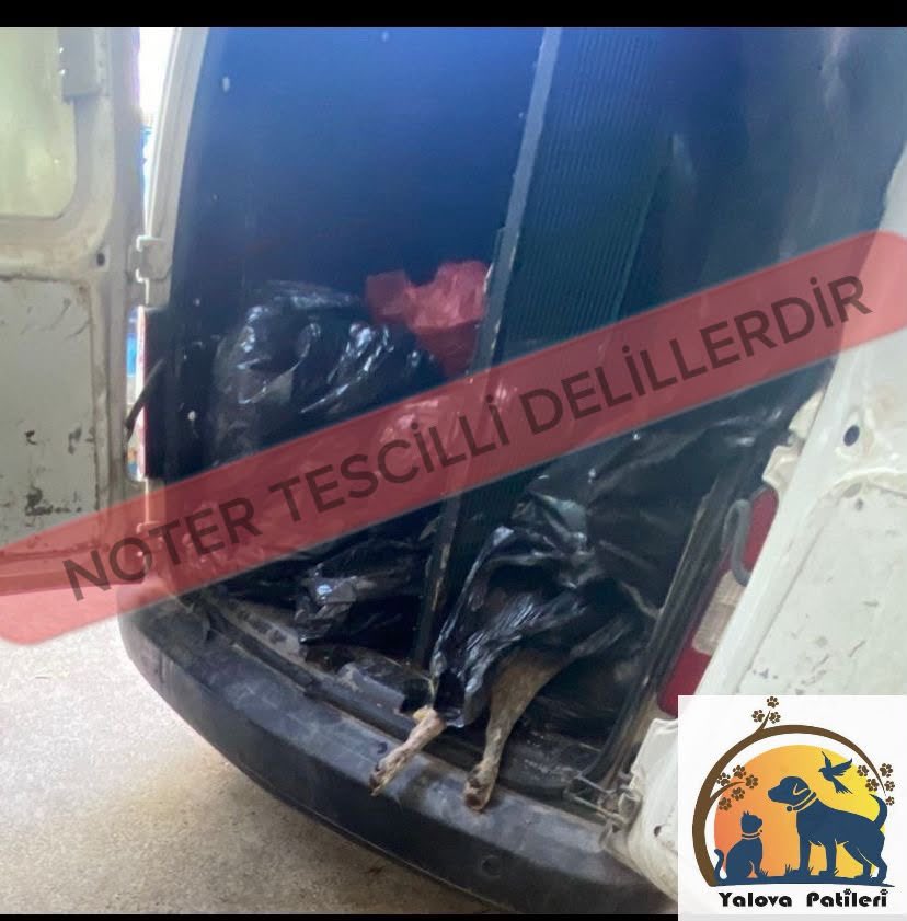 yalovapatilerii's tweet photo. “Bu görüntüler bir iddia değil, soruşturma konusu delildir.”“Bu bir barınak değil, hakkında soruşturma yürütülen bir olay yeridir.”“Sadece hayvanlar değil, kamu güvenliği de risk altında.” Yalova ilinde bulunan bir barınakta yaşananlara ilişkin noter tespiti yapılmış görüntüler + https://t.co/0Ggm9EHFIO