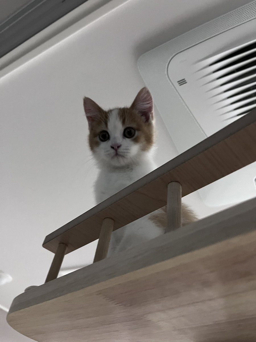 이대못가면죽는병걸림 tweet media