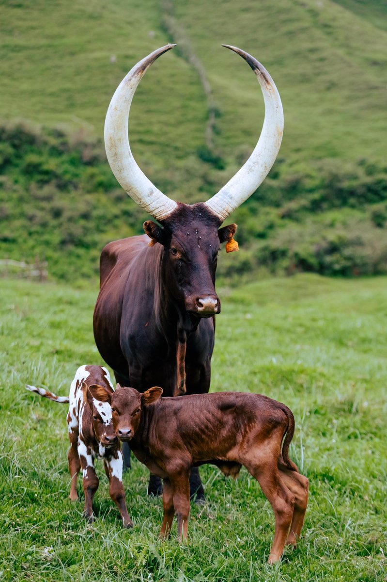 IBERE RYA BIGOGWE🇷🇼 tweet media