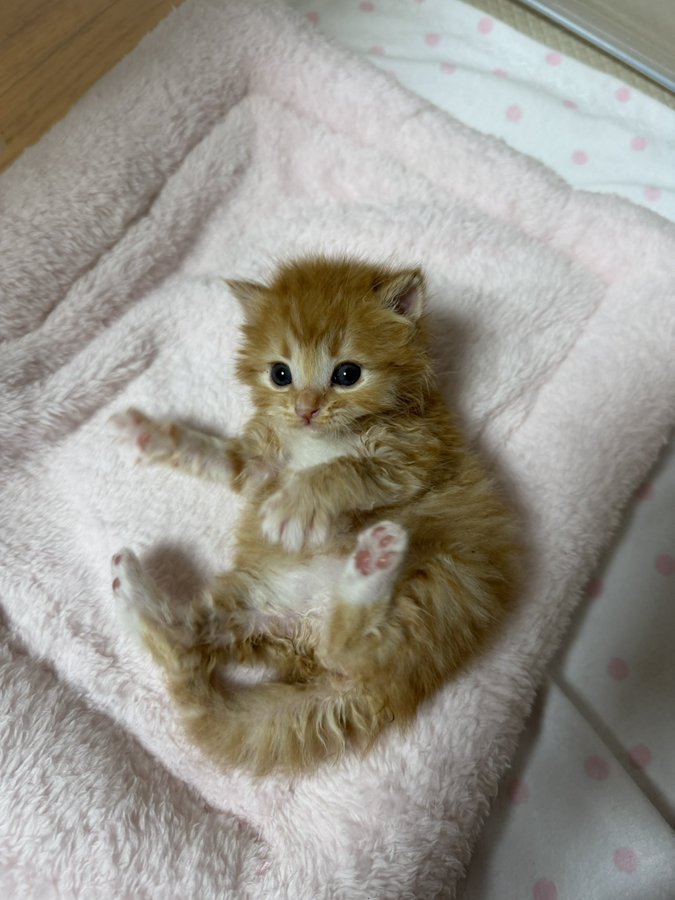 cats 🐈 tweet media