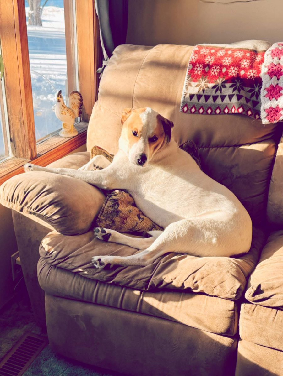 izzycards's tweet image. Life is good! 🐶 ☀️ ❄️ 🛋️ ✨ 

#sunshine #snowday #furkids