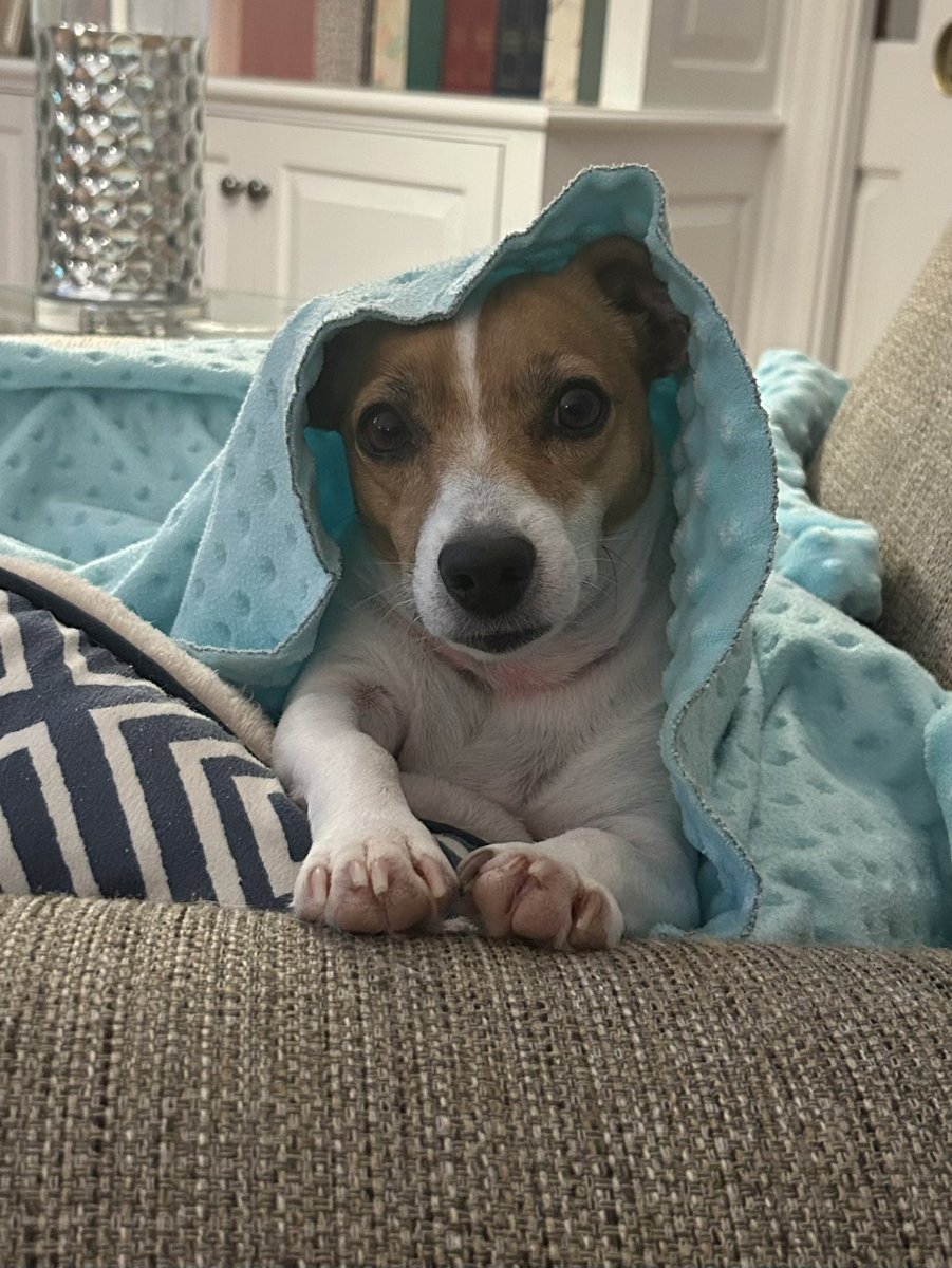 BelleLBear's tweet image. #FridayFun #Friday #dogs 😘#dogsofX #dogsoftwitter 🫣#zshq #BabyBea 🩷💚😉
Well, HELLO there, weekend!