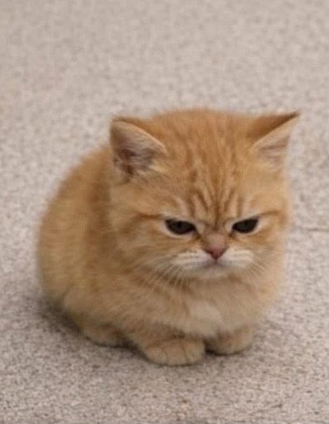 нoиεуfourth² tweet media