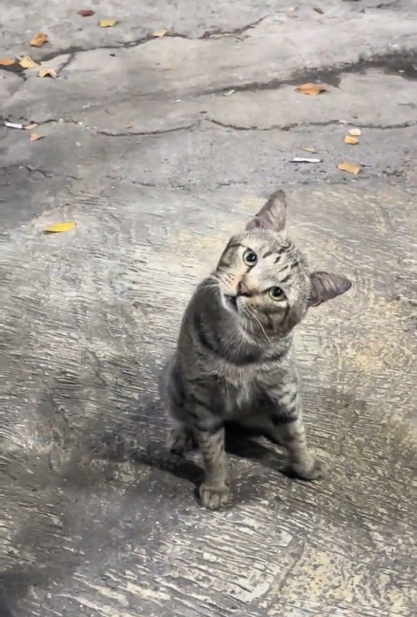 gatos fazendo gatices tweet media