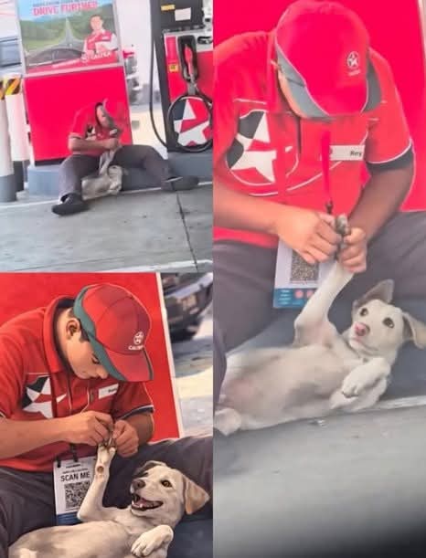 alertanoti's tweet photo. EMPLEADO DE GASOLINERA AUXILIA A PERRITO HERIDO DE UNA PATA

Un gesto de empatía quedó en evidencia luego de que un empleado de una gasolinera decidiera ayudar a un perrito que se encontraba herido, con un objeto incrustado en una de sus patas.

Sin importar la rutina laboral ni buscar reconocimiento, el trabajador intervino de inmediato para auxiliar al animal, demostrando que la solidaridad puede surgir en cualquier momento y lugar.

Más allá del hecho puntual, el gesto dejó un mensaje claro: los actos desinteresados siguen siendo una de las formas más valiosas de contribuir al bienestar colectivo.
