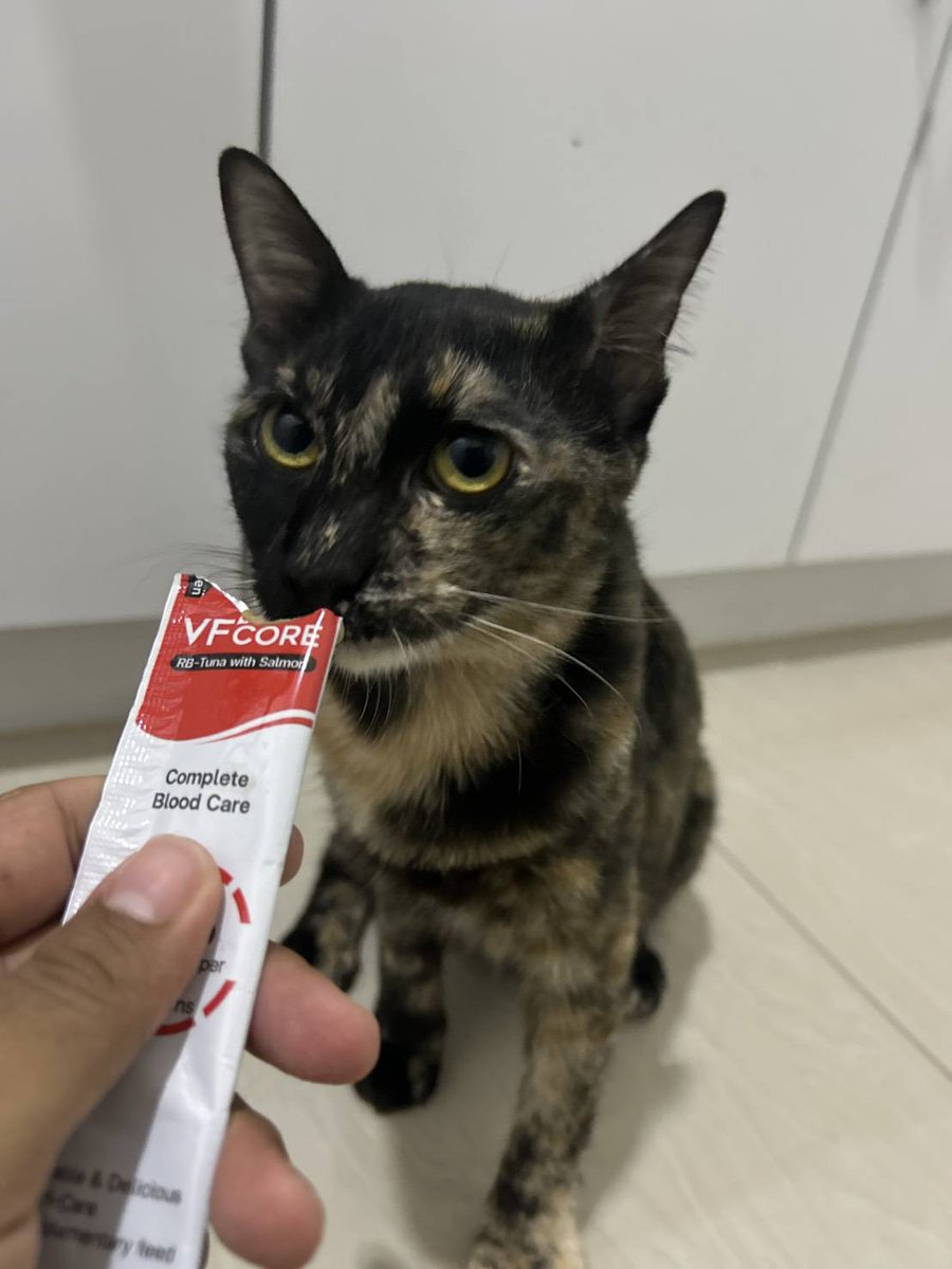 ไม่ควรมีแมวตัวไหนบนโลกใบนี้ต้องมาเป็นแมวจร tweet media