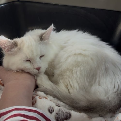 Yuki tweet media