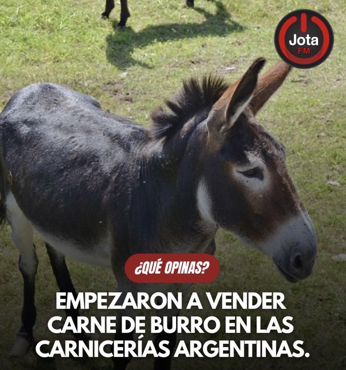 💣🔴 NO, no es Cuba ni Venezuela, es la Argentina Libertaria de <a href="/JMilei/">Javier Milei</a>  votaron por un Burro