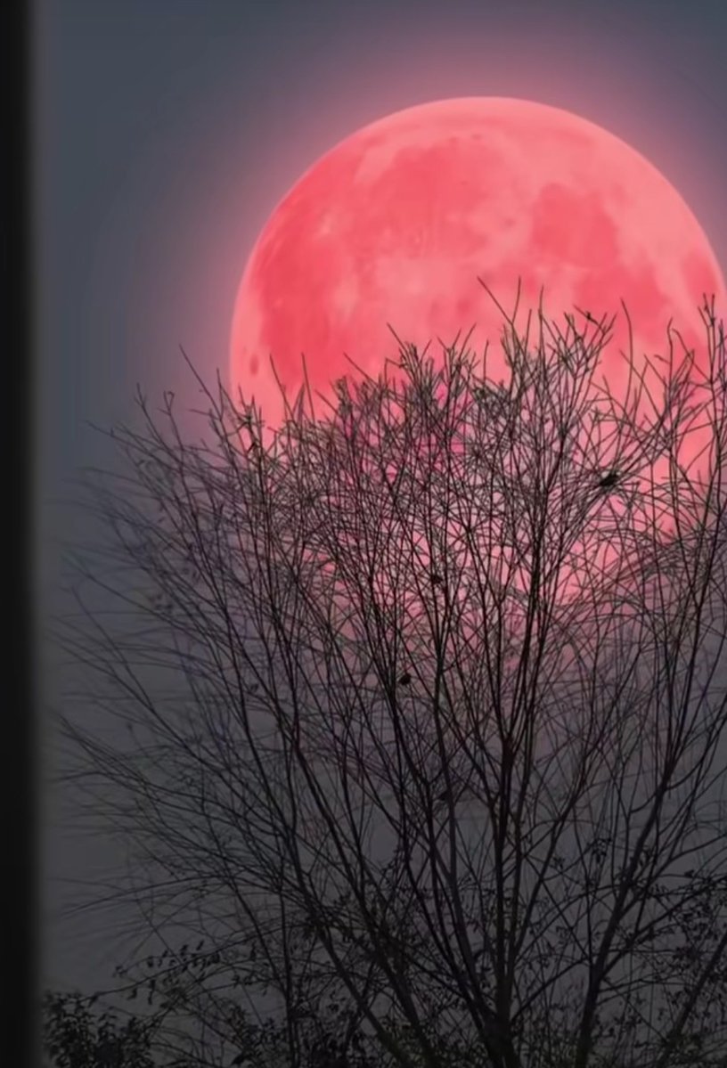 SHEEBA LEENA 🇪🇦💪💛♥️TVK Virtual Warriors tweet media