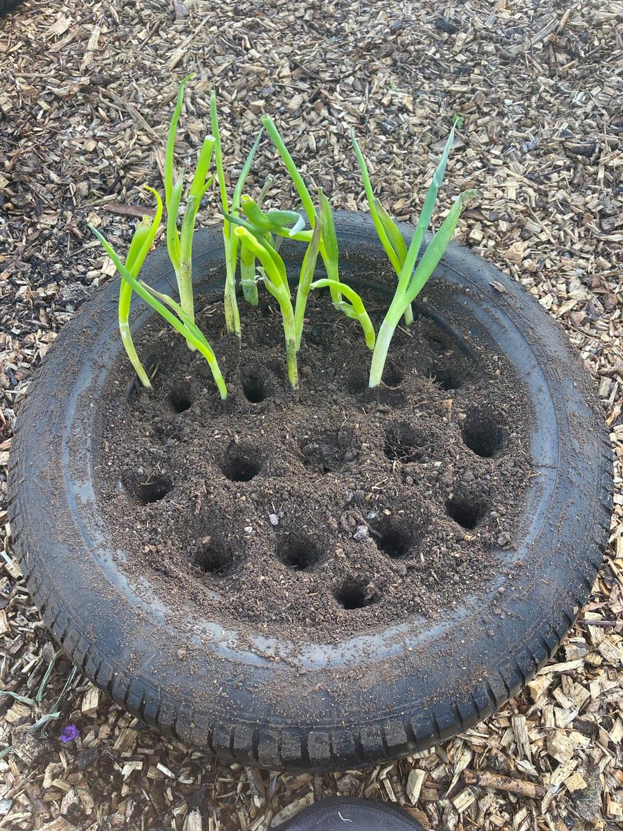 Lakeside Primary tweet media