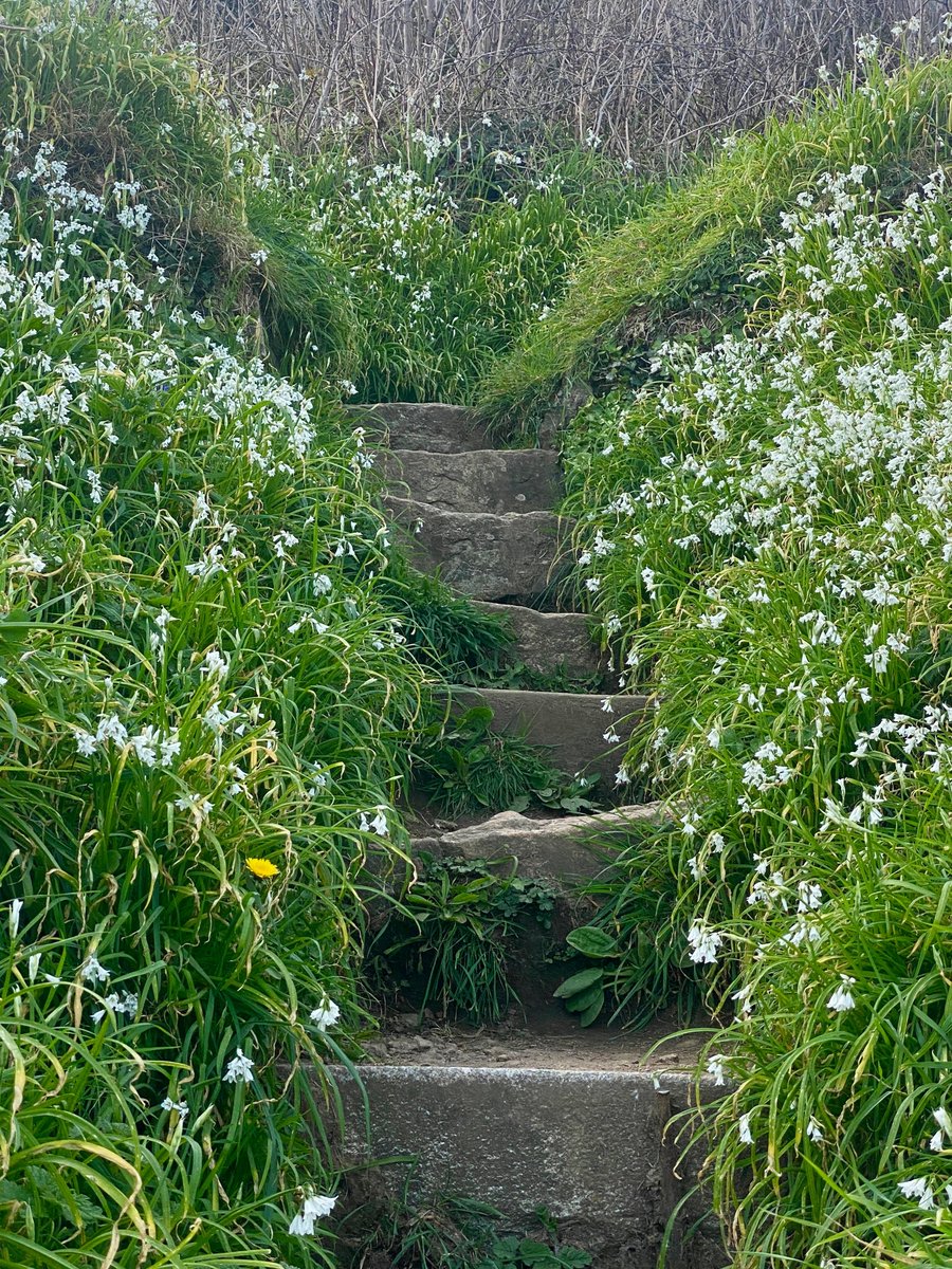 bakrim2000's tweet image. wildflowers by coast,  🌼🌸❀
#walking👣 #cornwall