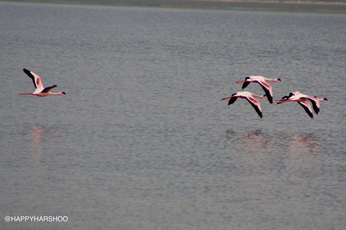 Harshad Sahasrabhojane tweet media