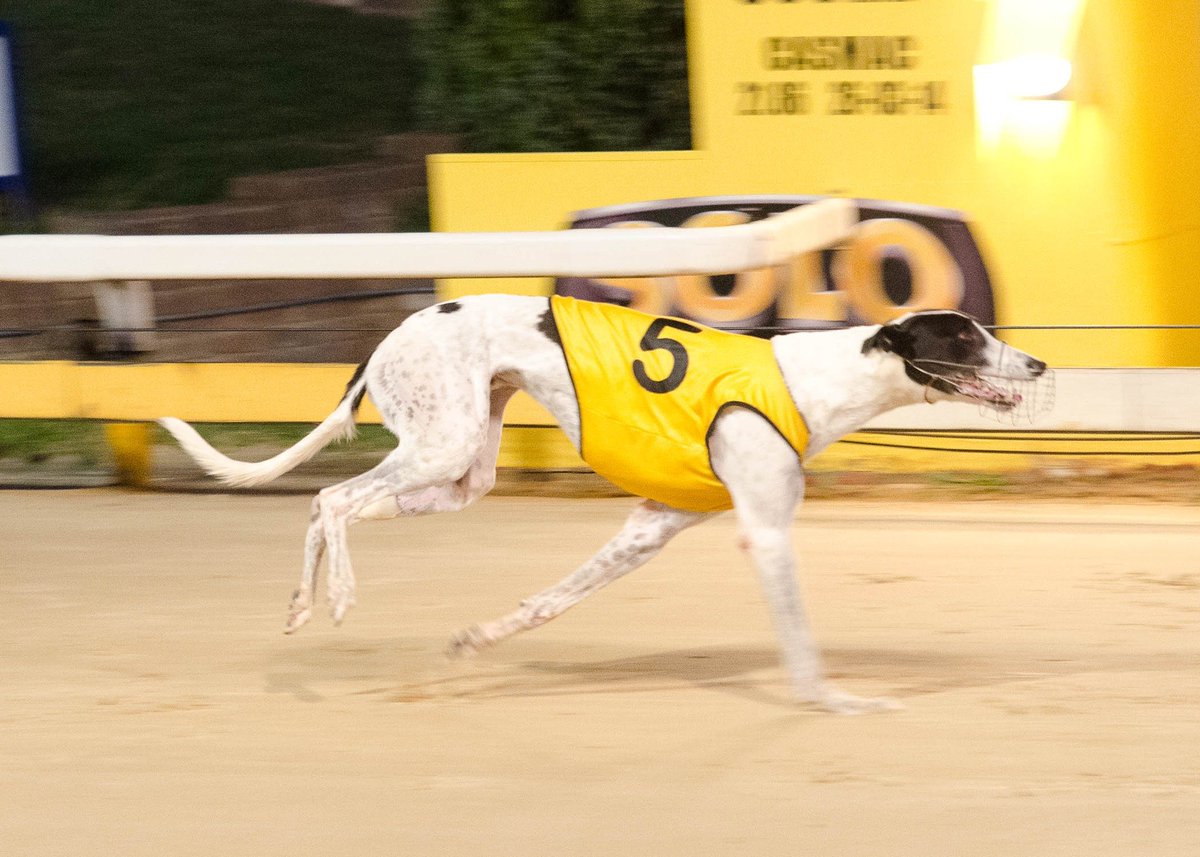 SA Greyhound Tips tweet media