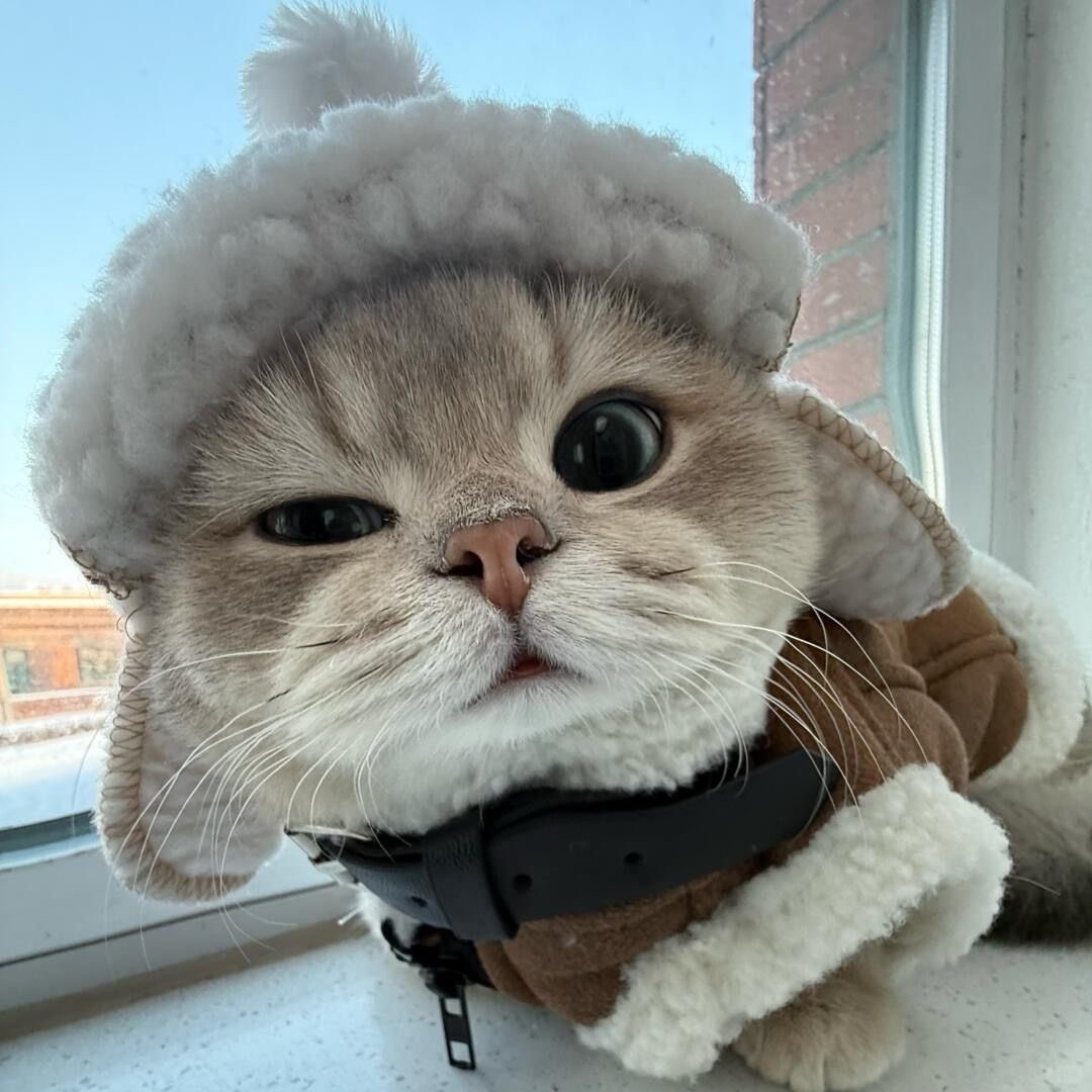 The Cats 𝕏 tweet media