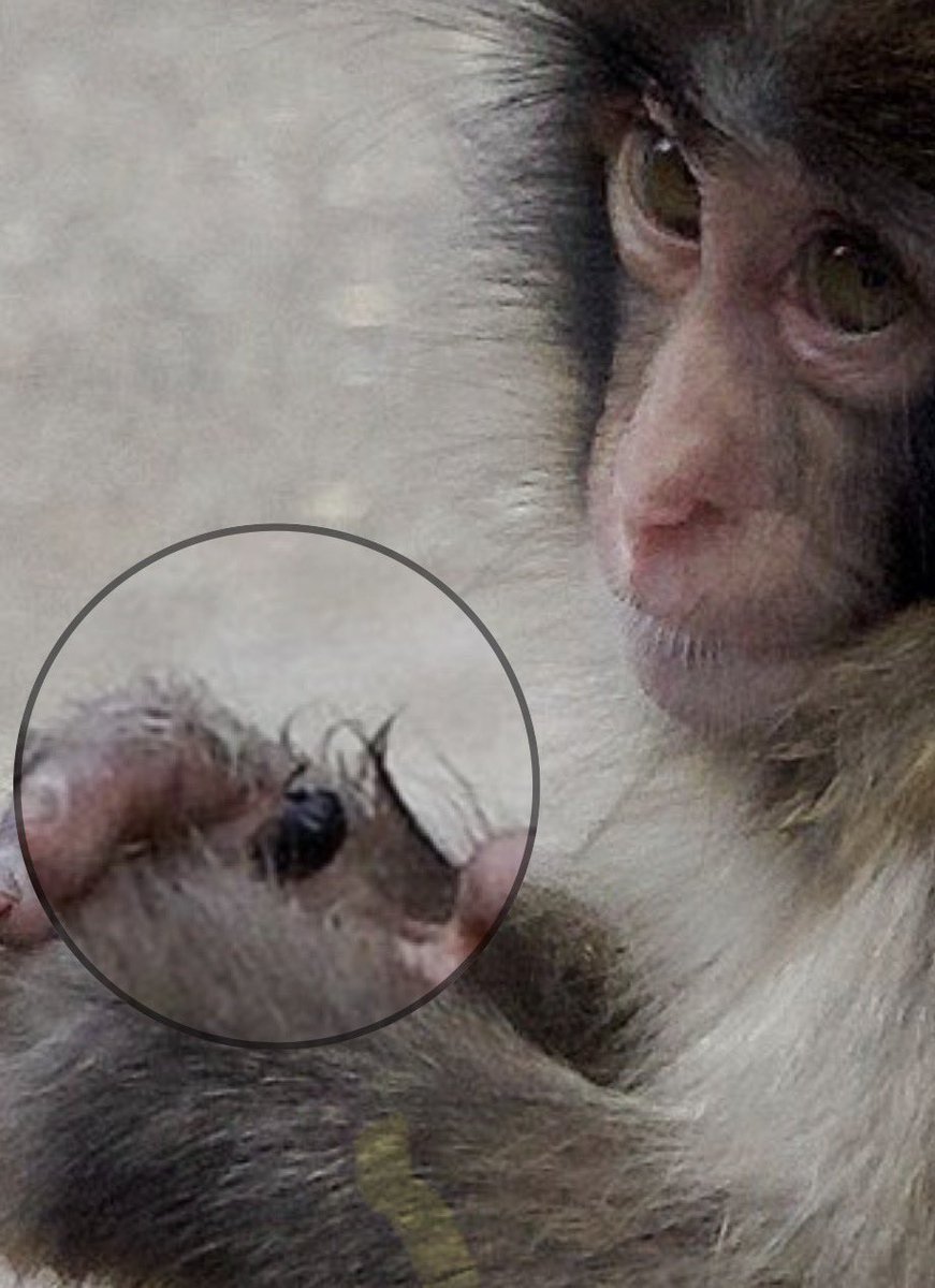 Punch al fin logró agarrar un insecto, bro sus manitas. 😭