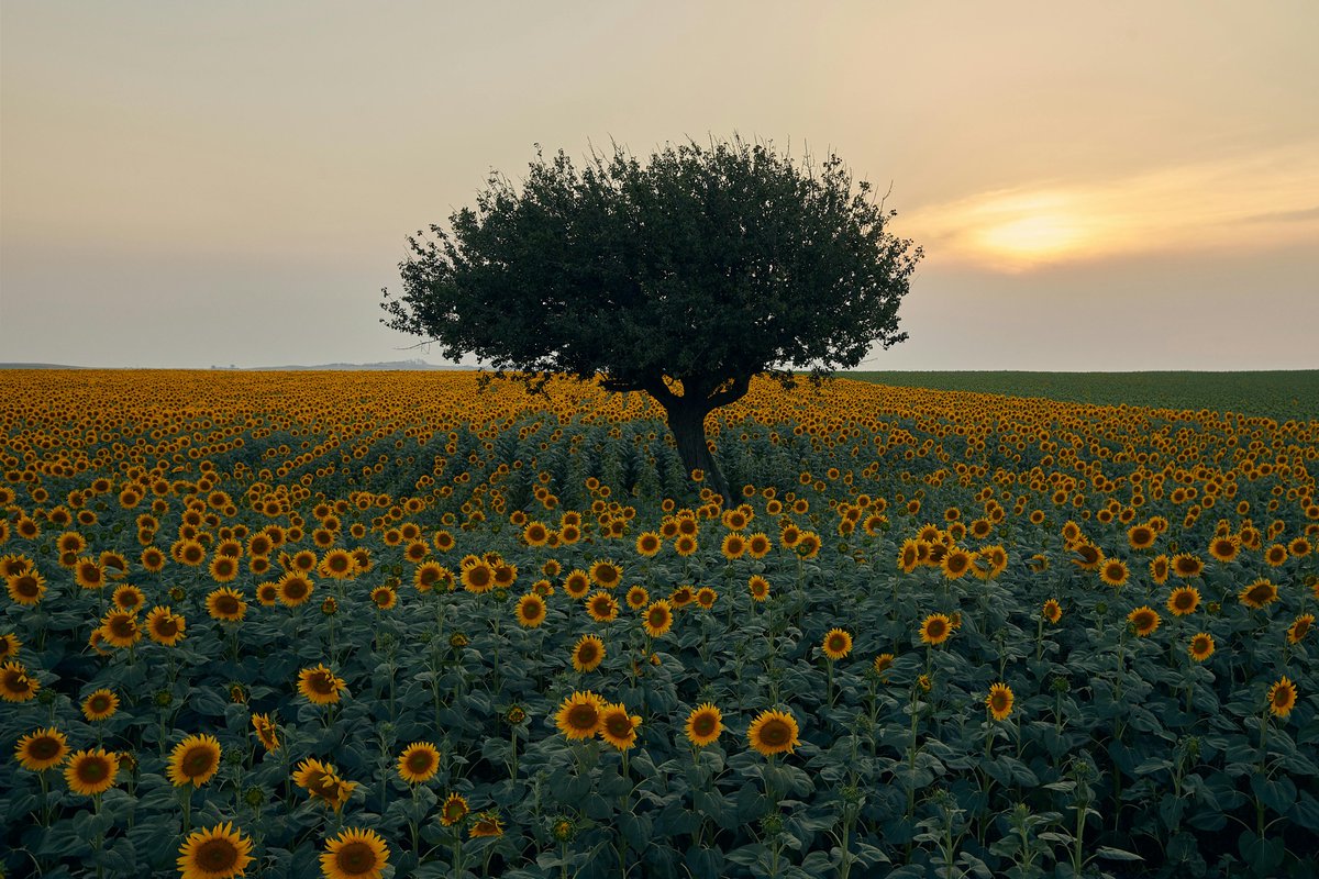 Tyne Cena tweet media