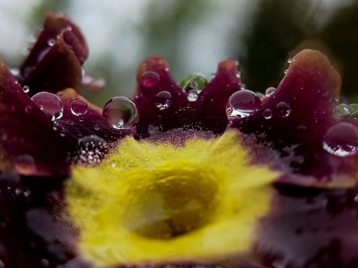 🎶I'm just sitting watching flowers in the             rain,
Feel the power of the rain,
Making the garden grow🎶

#flowersonfriday #fridaymorning #flowerphotography #flowers #macro #nature
