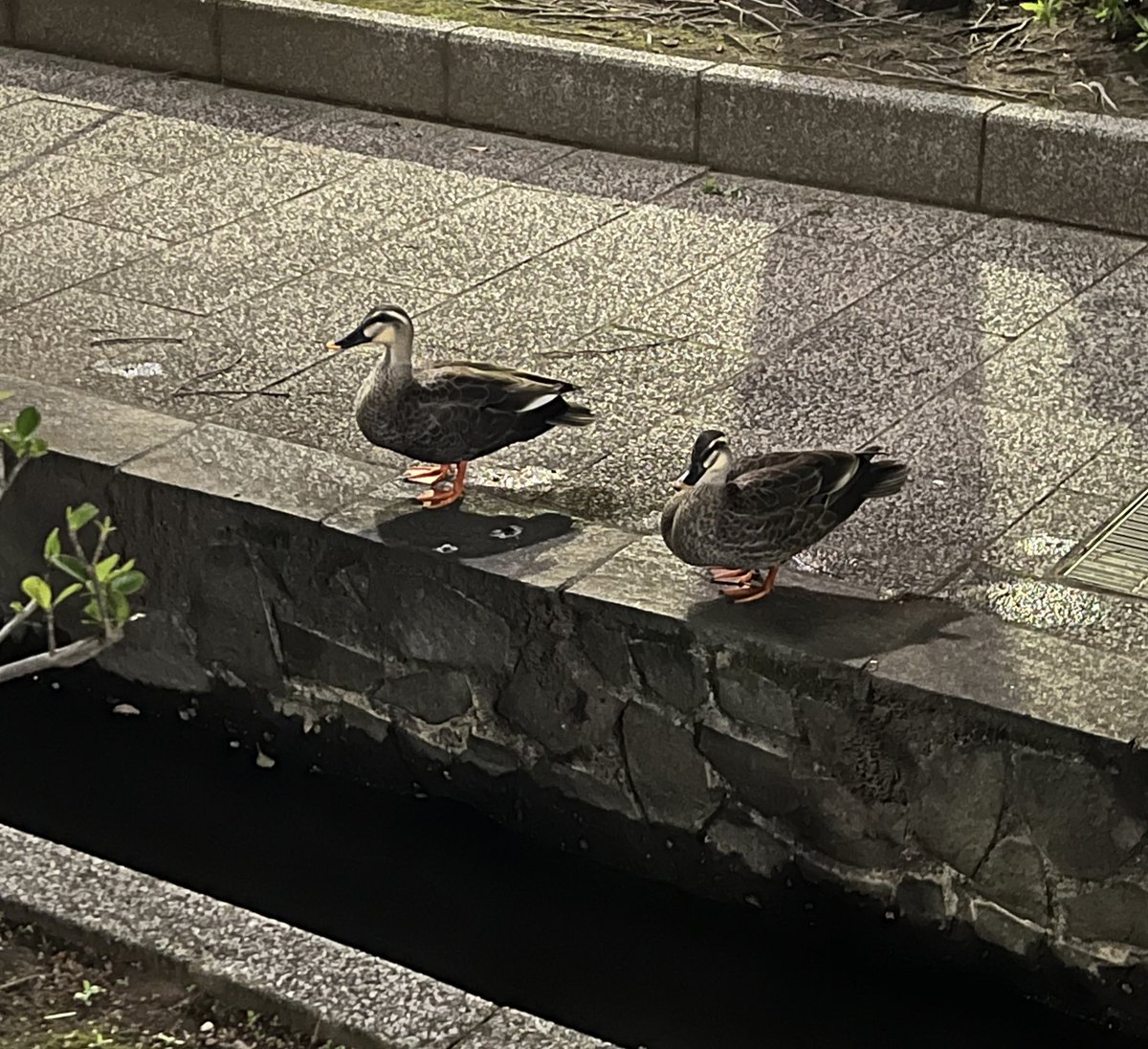 音速のハリネズミ🍵☀️ tweet media