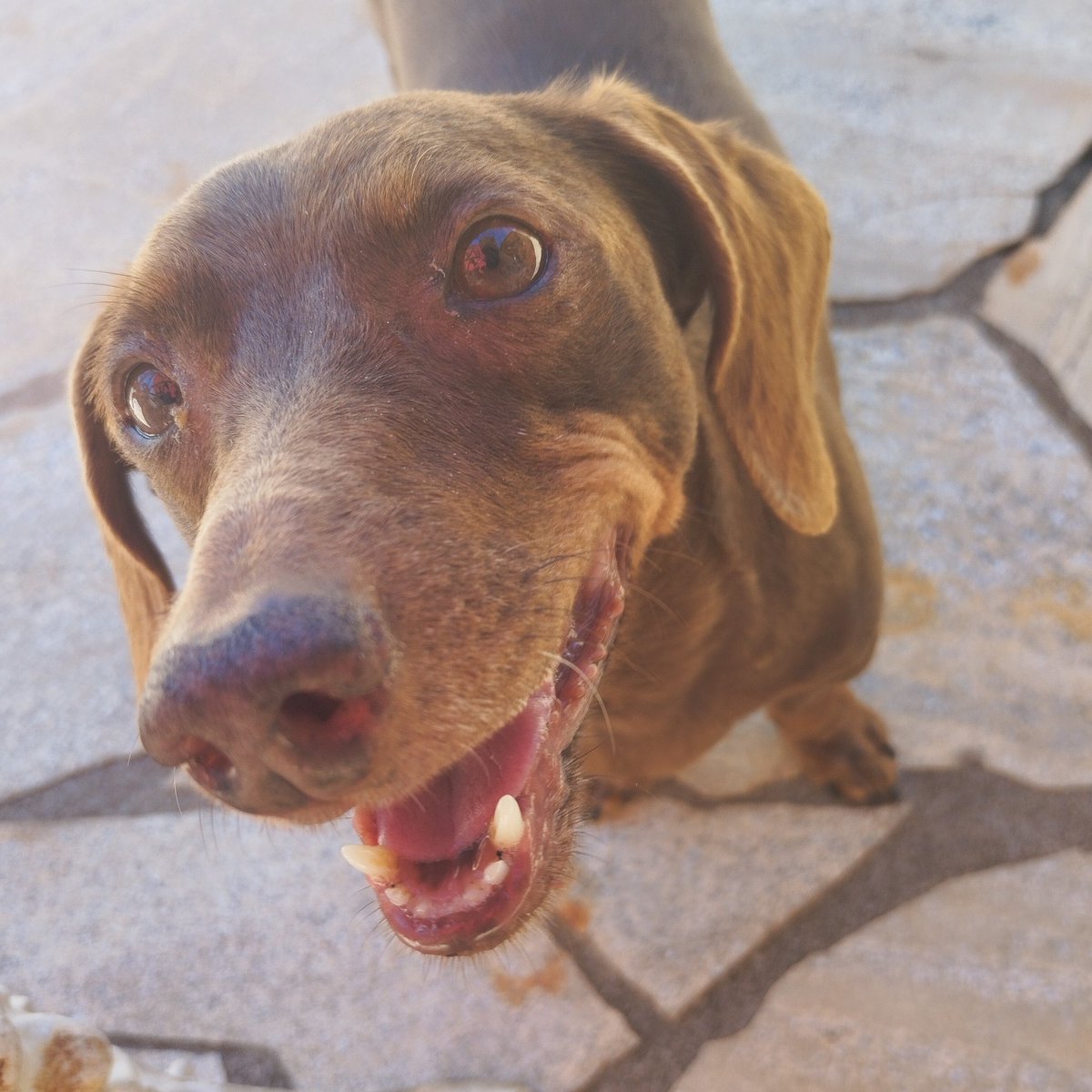 marcelo_zora's tweet photo. @Puppieslover https://t.co/JqikzjCZdD