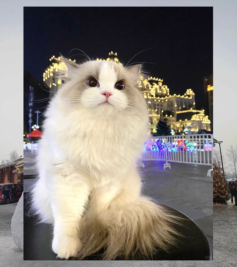 Terry Ruff tweet media