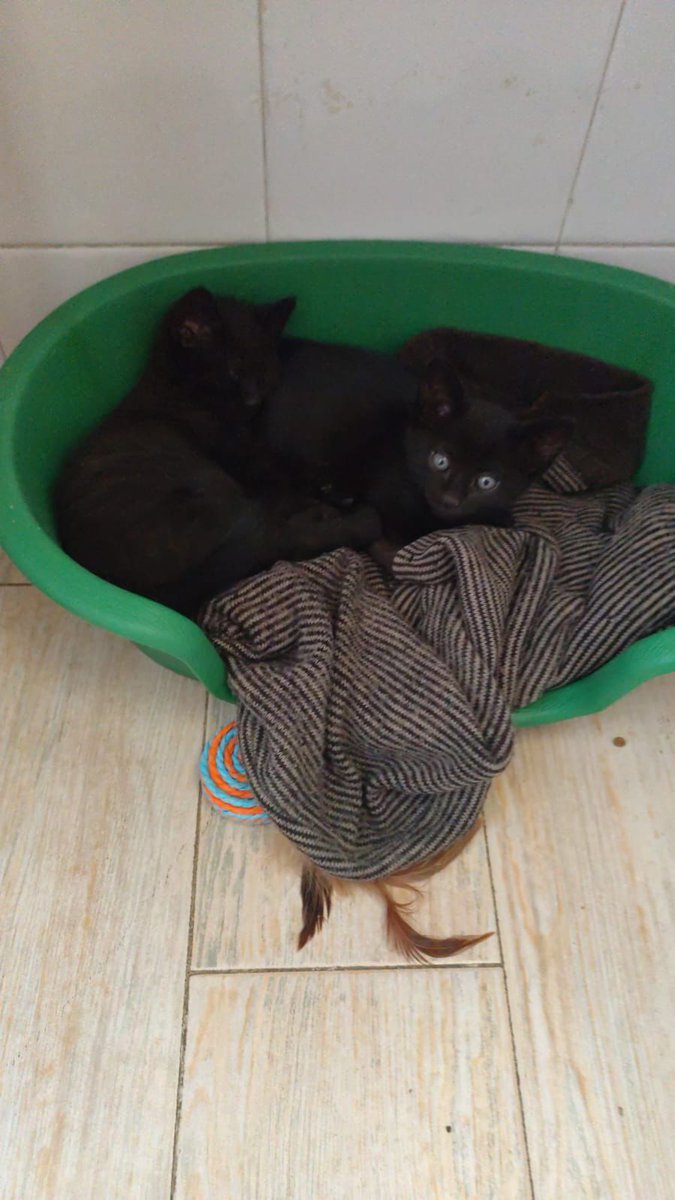 Felinos lo Morant tweet media