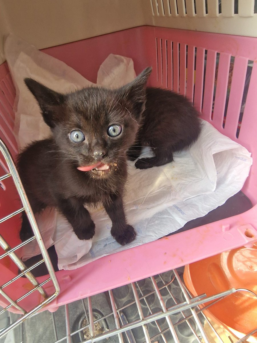 Felinos lo Morant tweet media