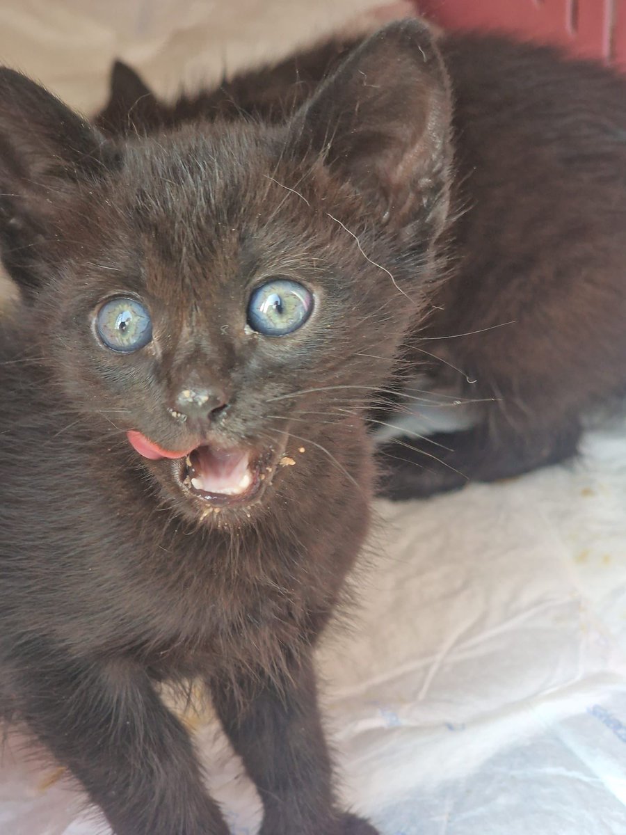 Felinos lo Morant tweet media