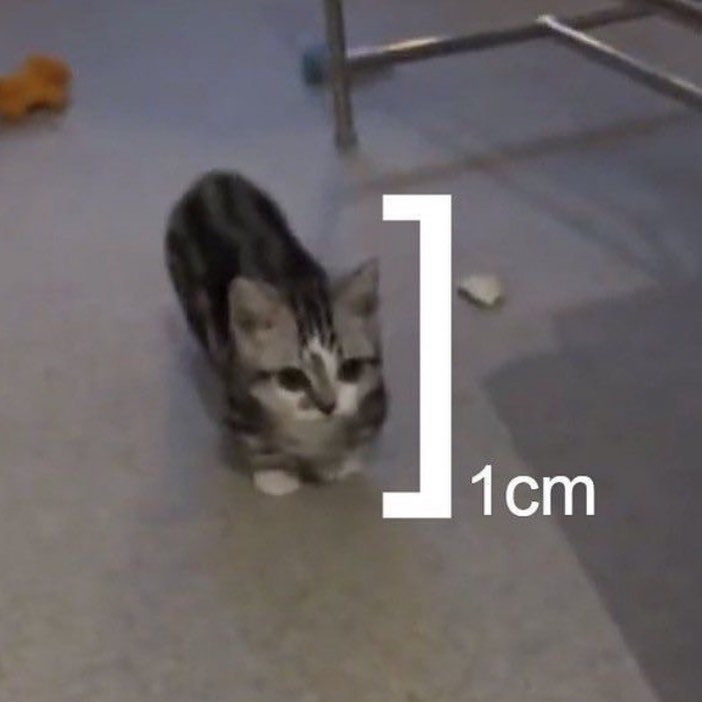 Punch Cat tweet media
