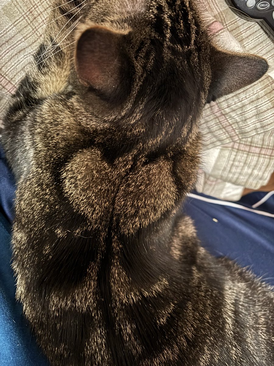 Charmel Wesel tweet media