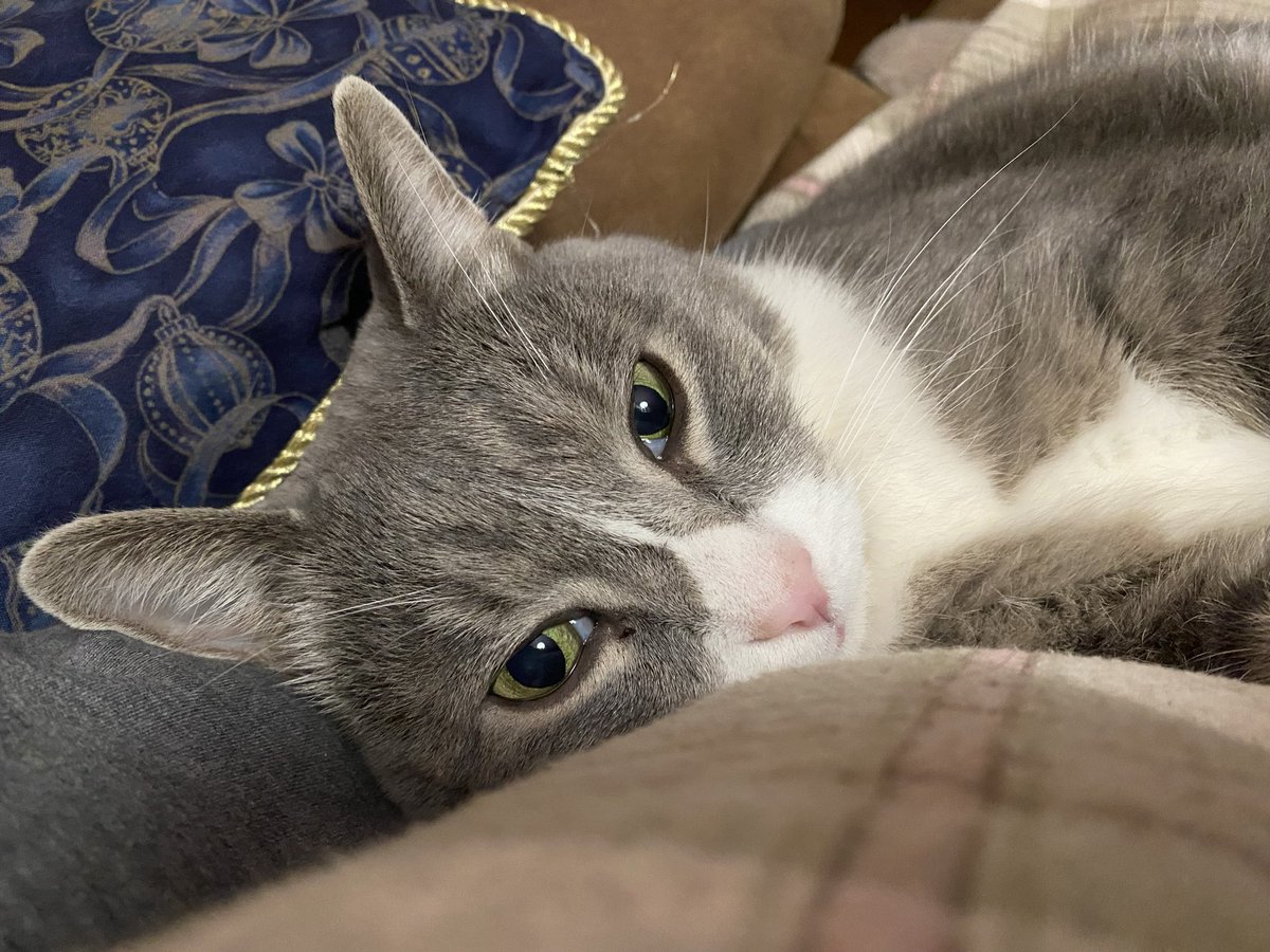 Charmel Wesel tweet media