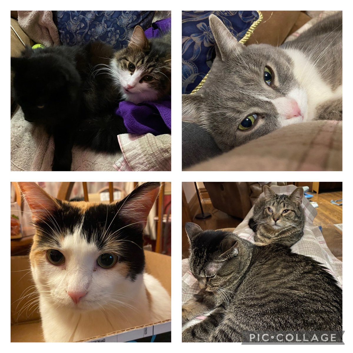 Charmel Wesel tweet media