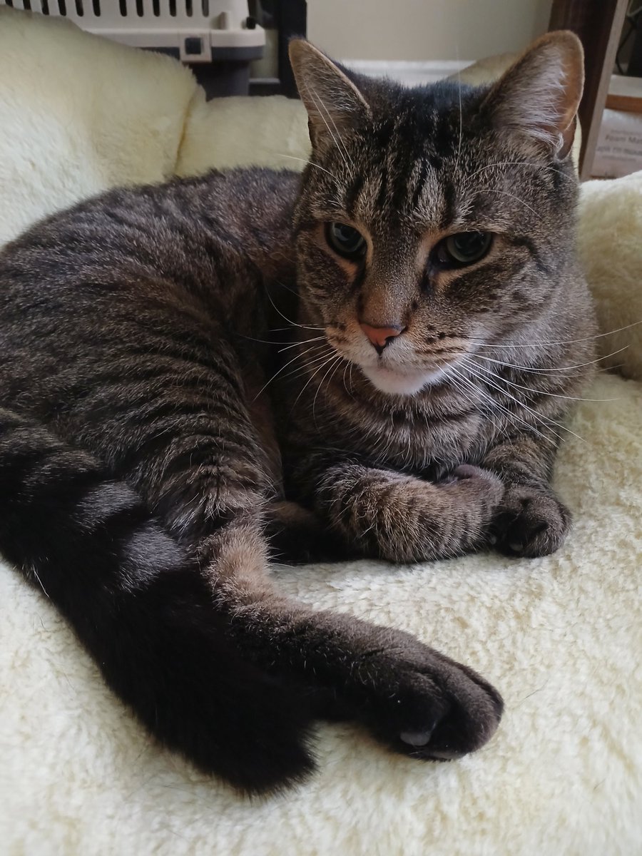 Today is my little girl's birthday. I've had Tiggy for 10 years now and its been full of anxiety and love. Happy 12th birthday 

Love you baby girl and the heart attacks you keep giving me