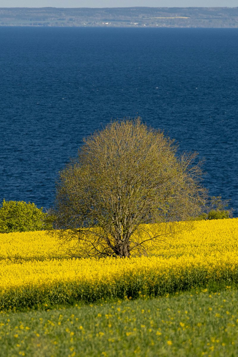 gülcan şahin tweet media