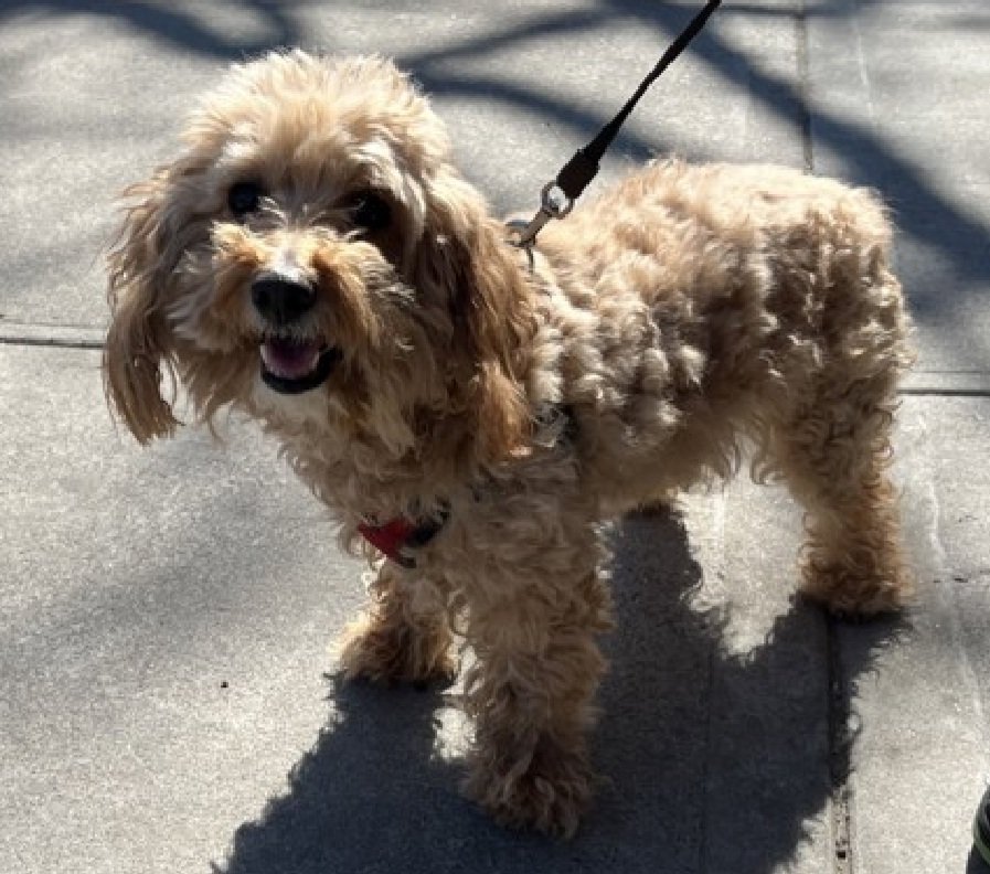 Little Paws NYC tweet media