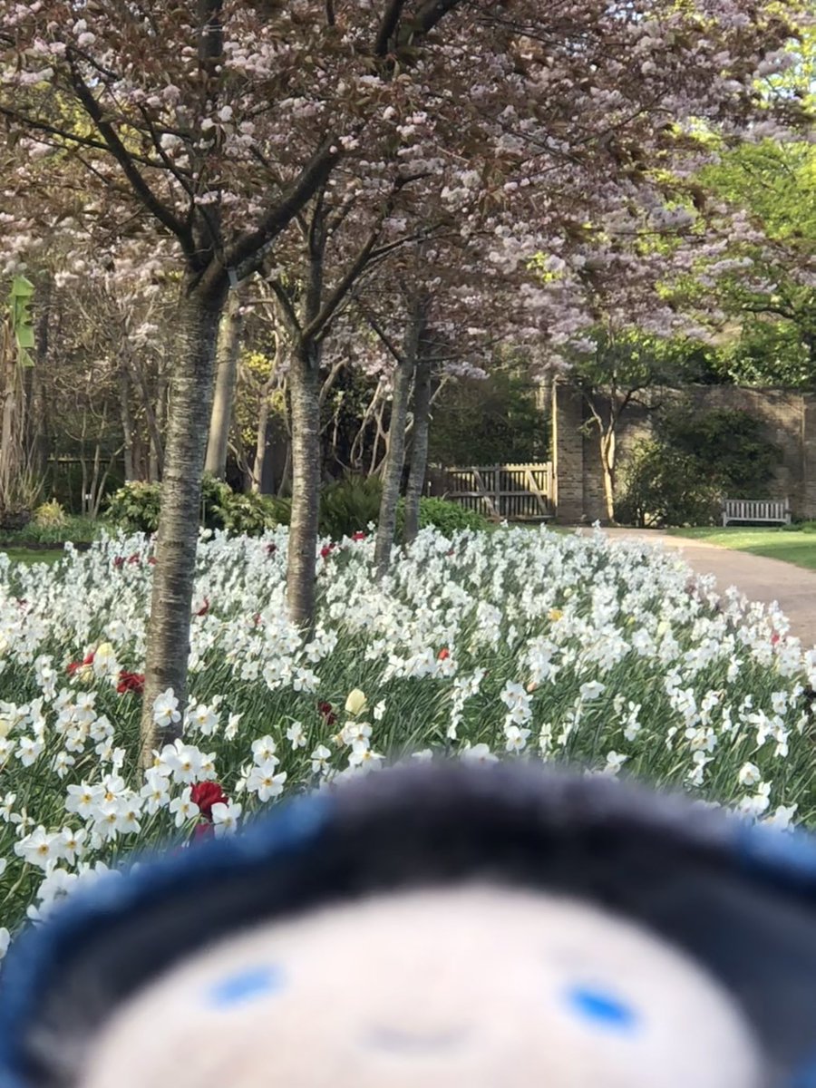 Alsace🐶 Nero puppy propaganda tweet media