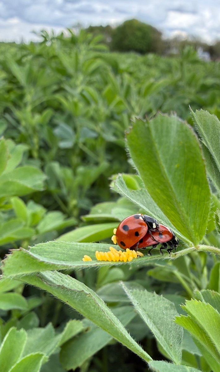strubeflo's tweet image. Insecticide #bio