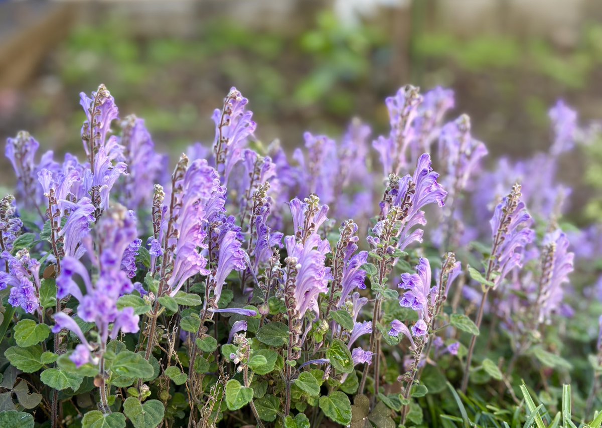 そよかぜ 𓂃◌𓈒𓏲𓆸📷🖇 tweet media