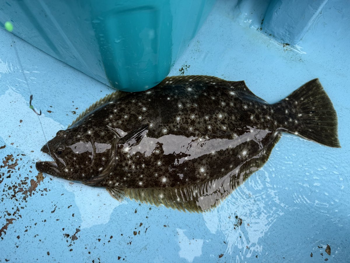 けだま tweet media