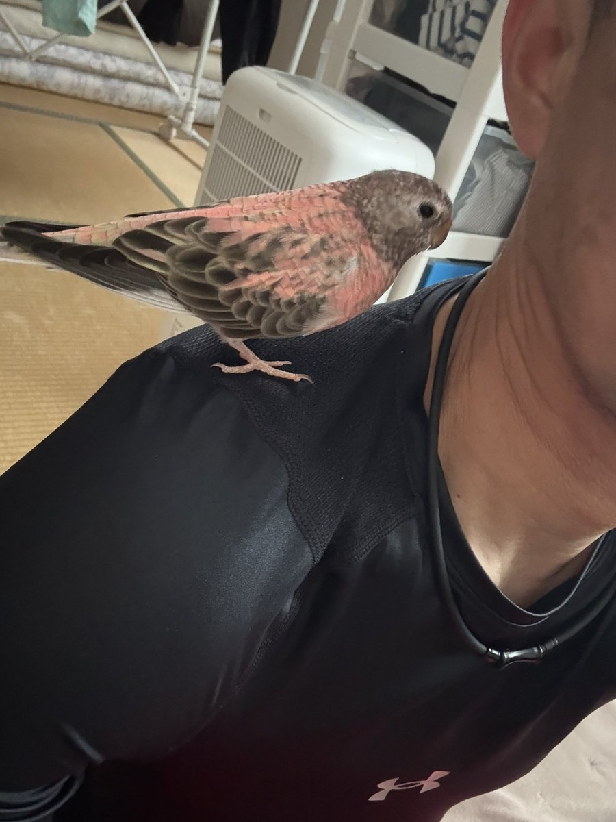 トーコ tweet media