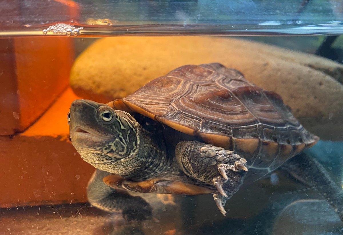 ✨️やまちょんぴぃ〜のお部屋🏠🏃‍♂️✨️꒰( ˙𐃷˙ )꒱🐢💚 tweet media