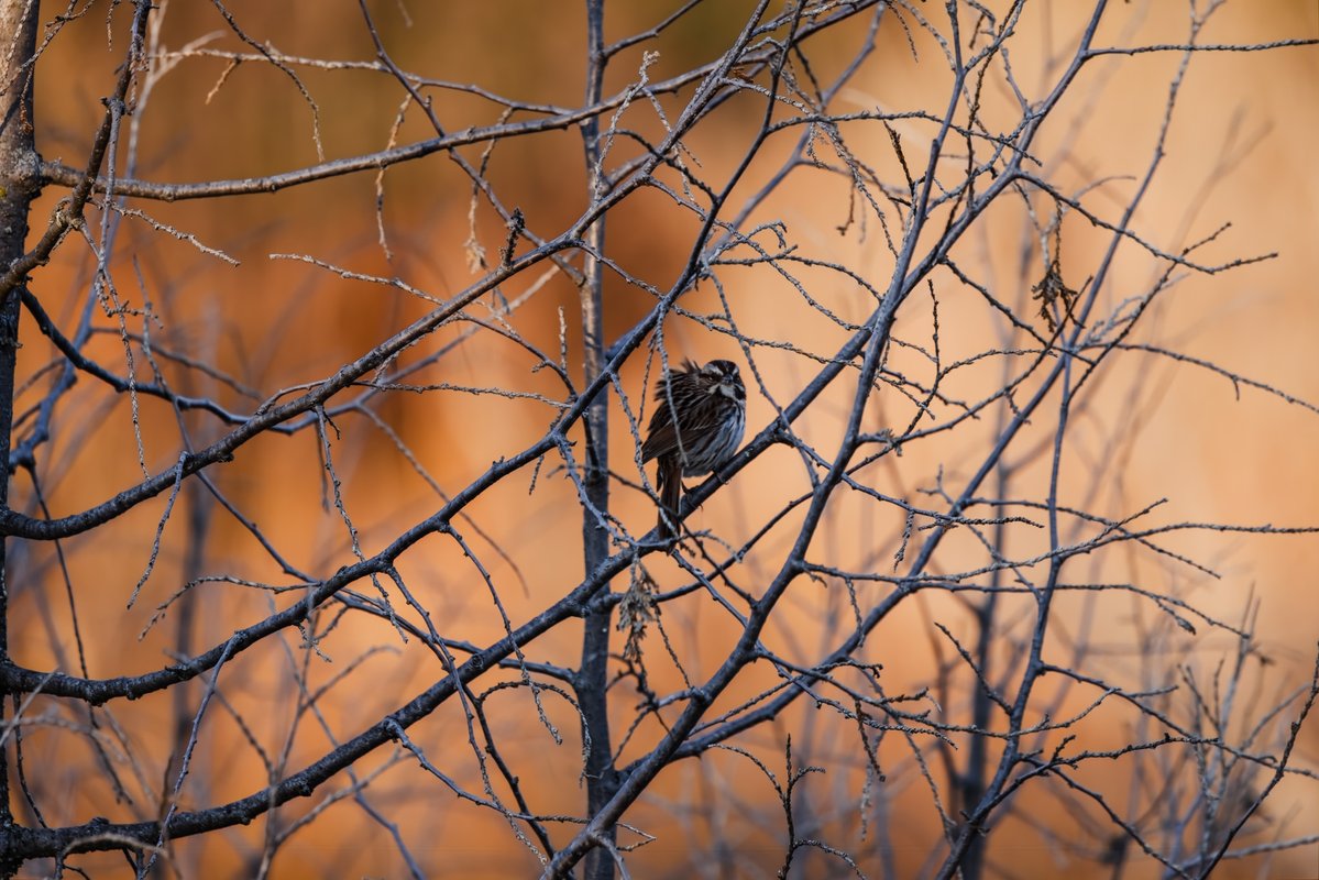 Mandeepsihota's tweet image. A song sparrow in lifeless sticks! #birds #birding #birdsinwild #birdphotography #TwitternaturePhotography #Canon #IndiAves #WildlifePhotography