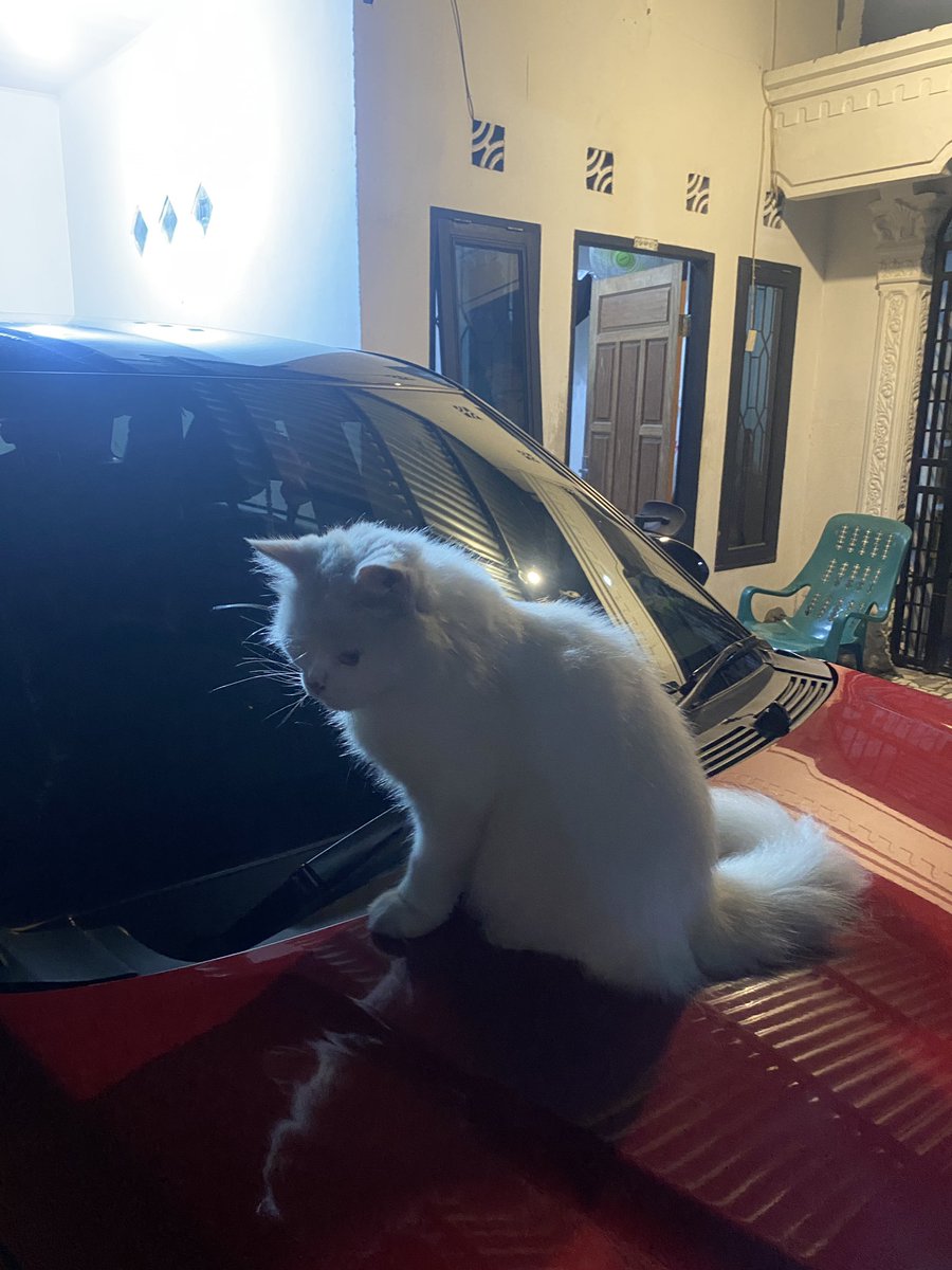 innocent tweet media