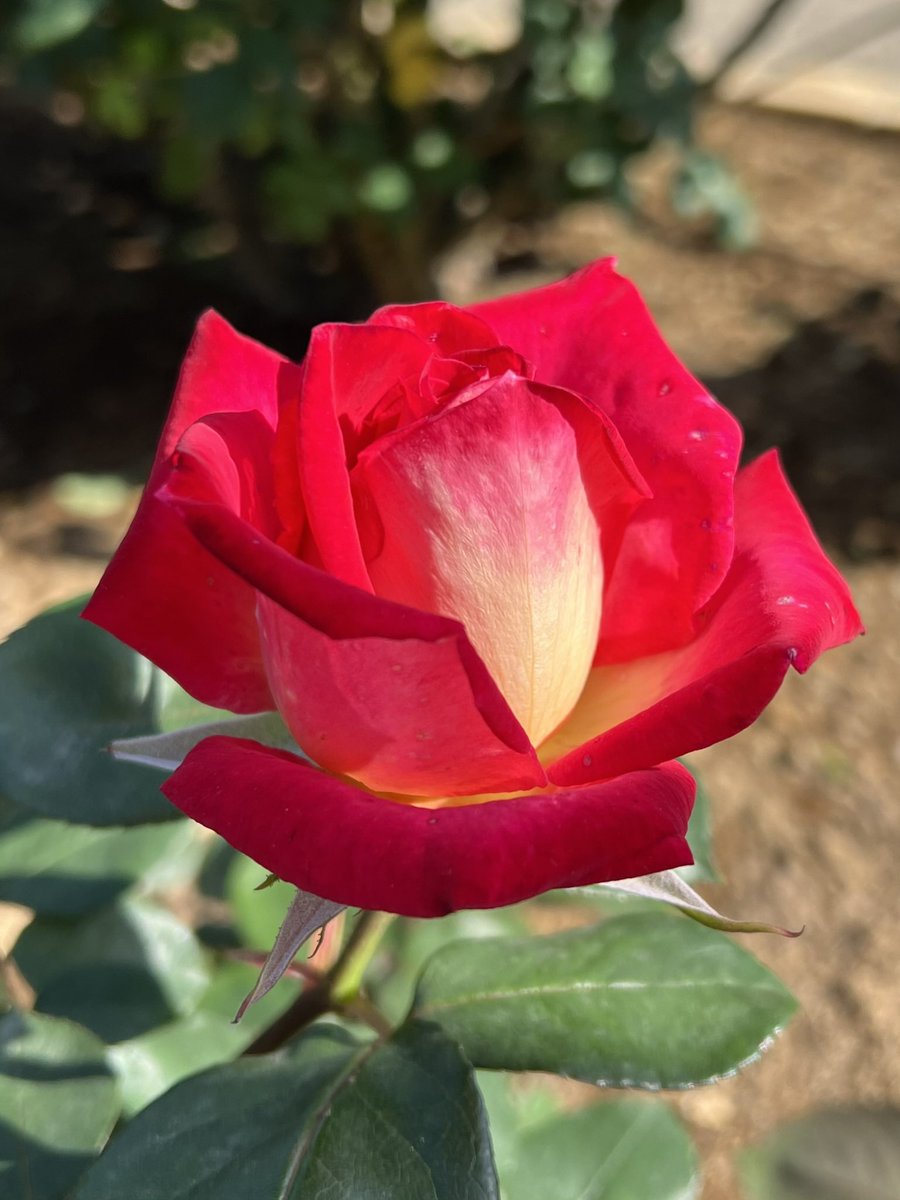 ︎𖧧 西沢 春海 tweet media